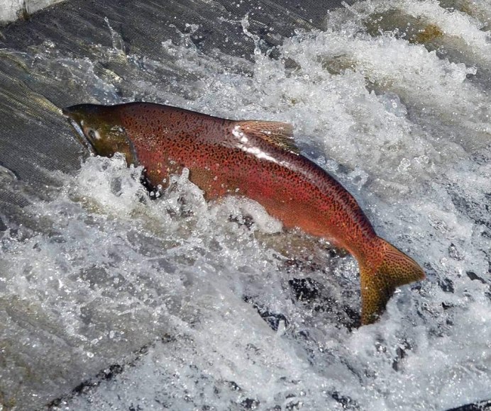 Rainbow Trout рыба