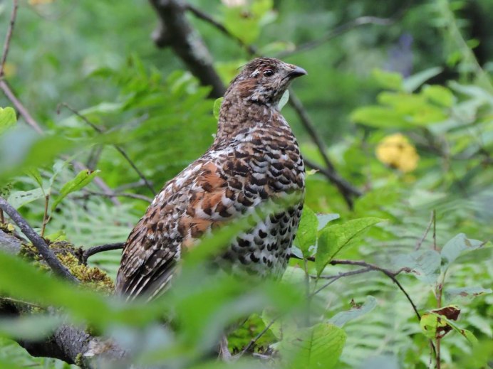 Grouse Bird
