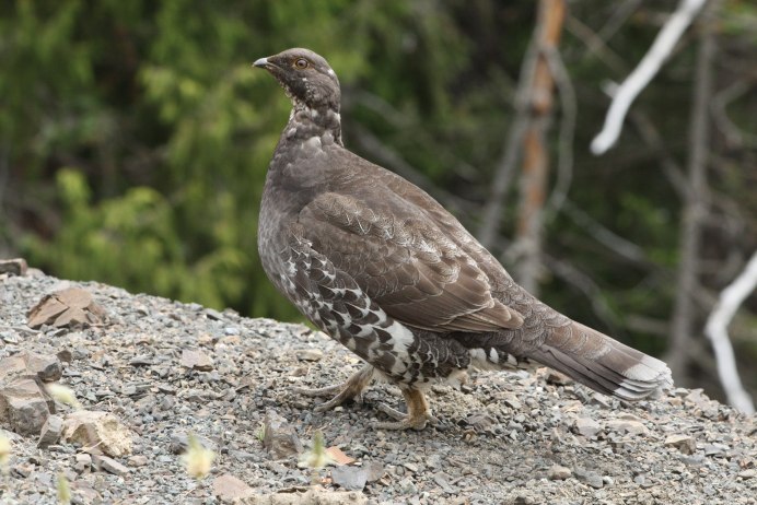 Канадская дикуша / Falcipennis canadensis