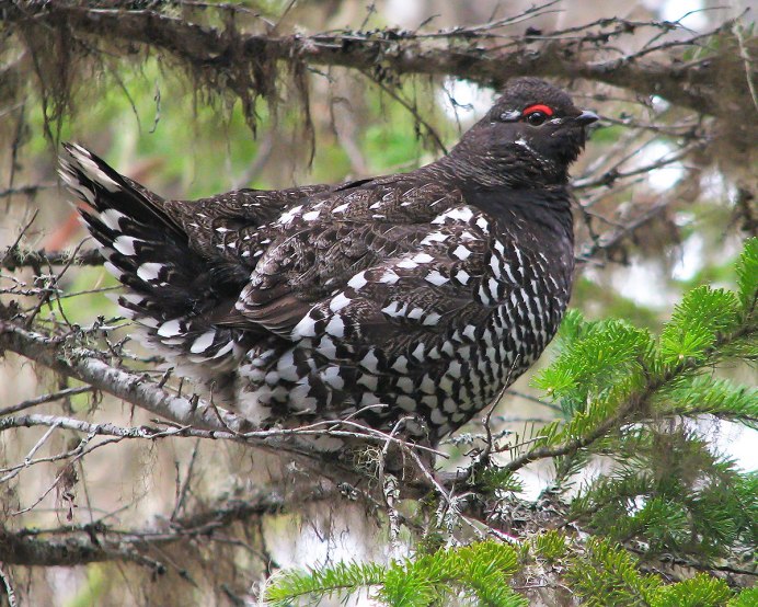 Spruce Grouse