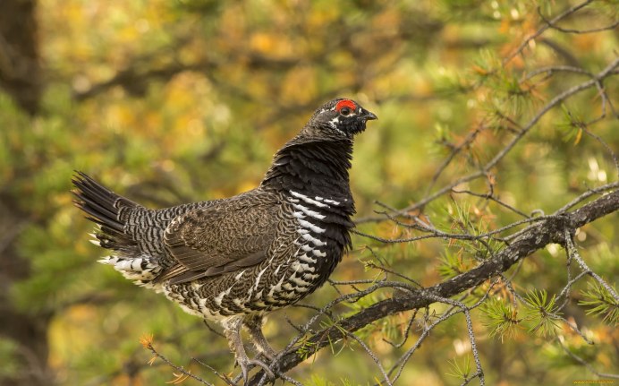 Канадская дикуша / Falcipennis canadensis