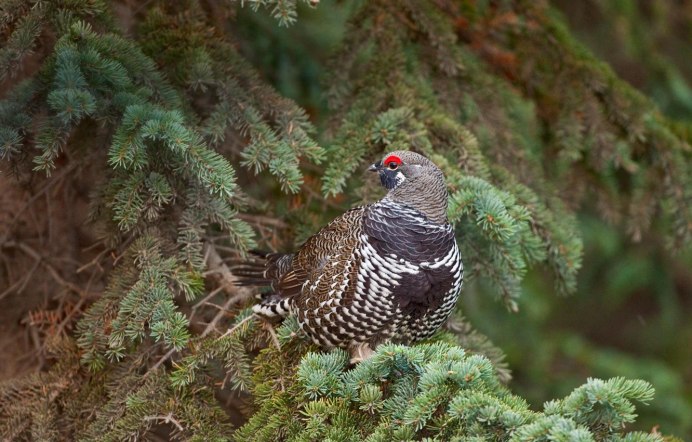 Голубой тетерев / Dendragapus Obscurus
