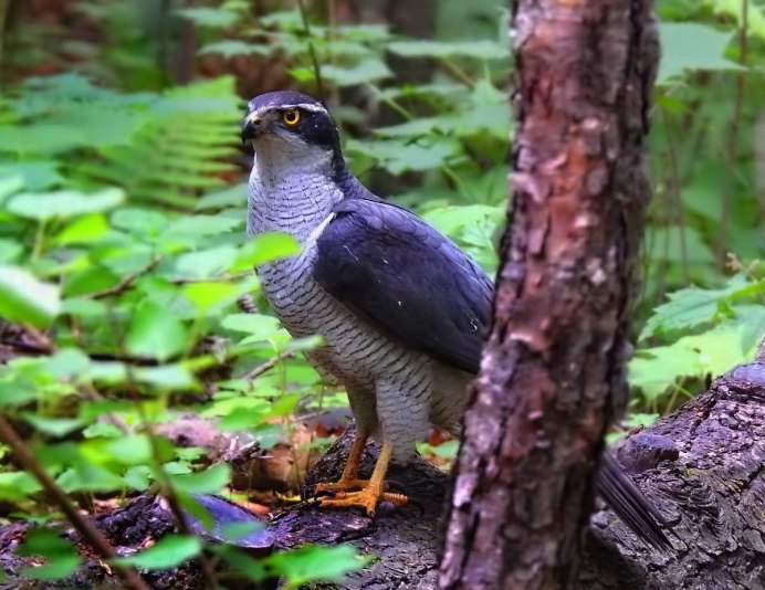 Канадская дикуша / Falcipennis canadensis