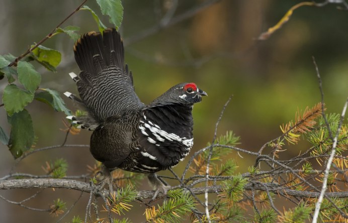 Tetrao urogallus taczanowskii – Глухарь Тачановского