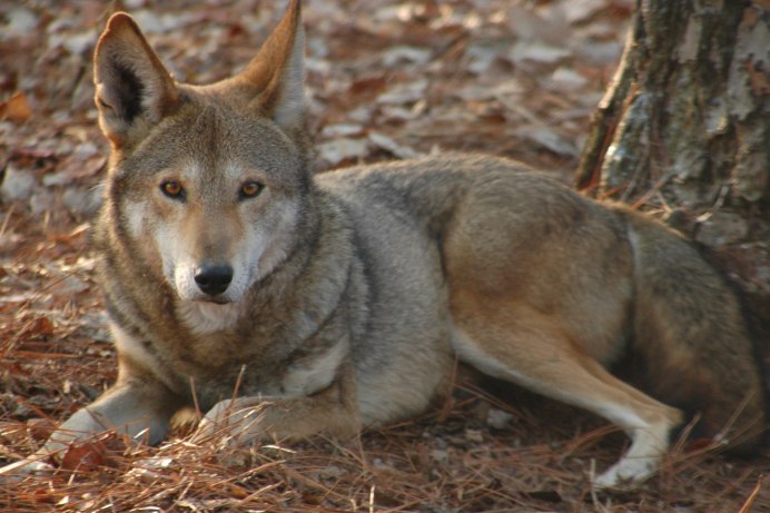 Moly Red Wolf Jolyn