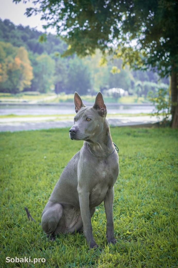 Canis Lupus пиво