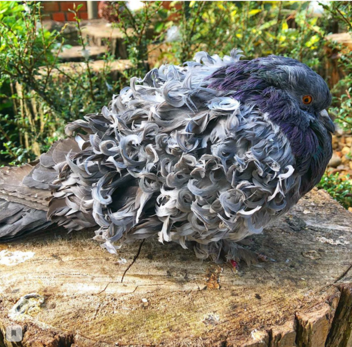 Птицы на крыше храма