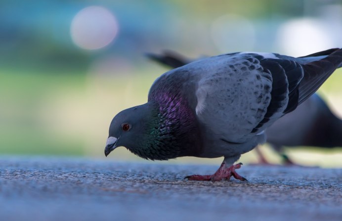 Горный голубь Япония