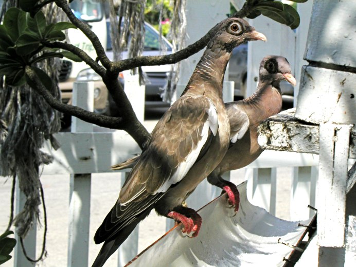 Памятник голуби Биробиджан