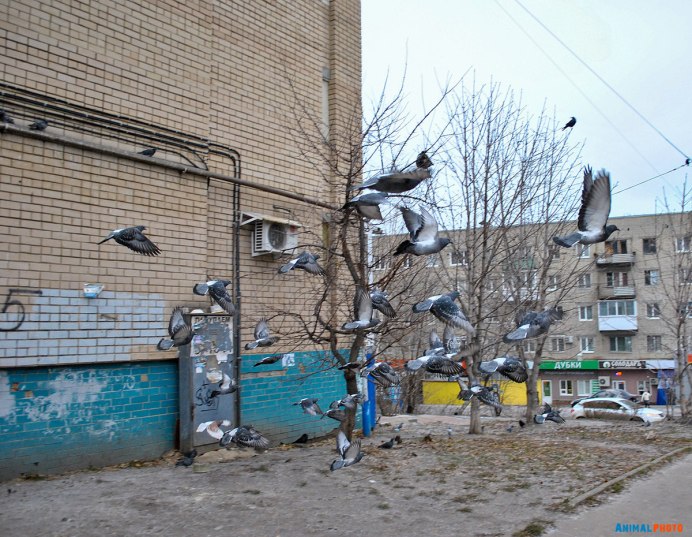 Мостовая голуби