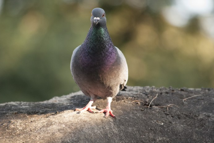 Каменный голубь