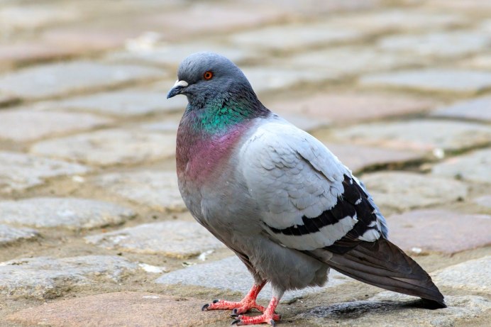 Голубиный камень