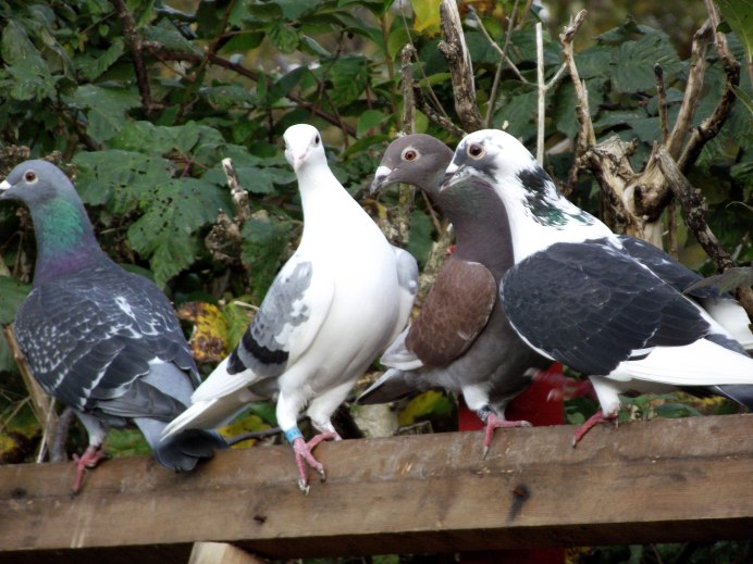 Серый голубь