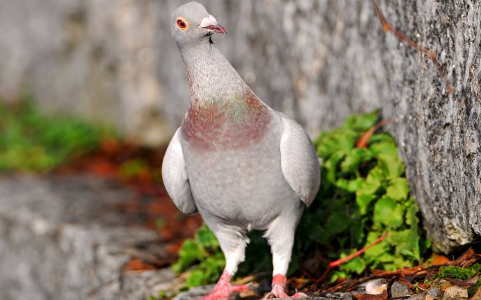 Green Imperial Pigeon