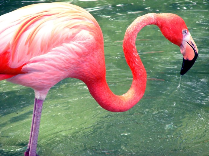 Flamingo гибрид