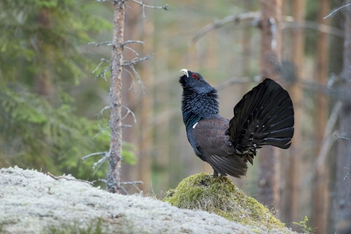 Глухарь птица самка