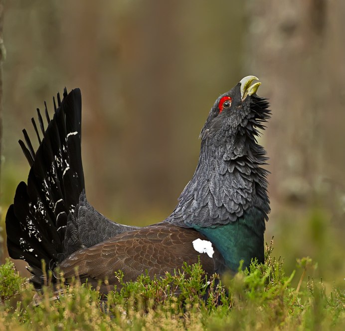 Каменный Глухарь (Tetrao parvirostris)