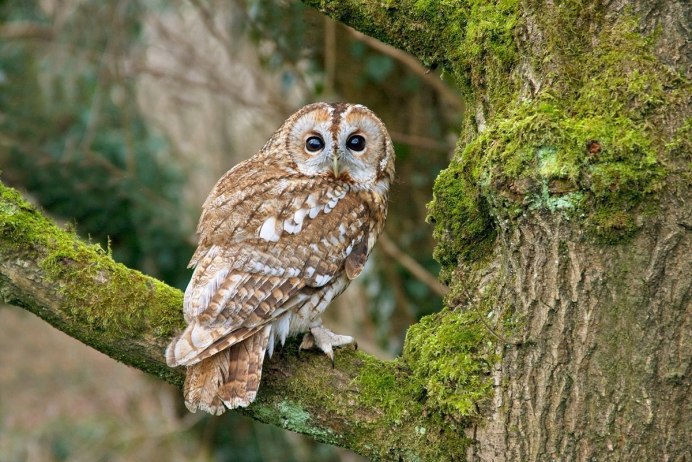 Красота животных Сова
