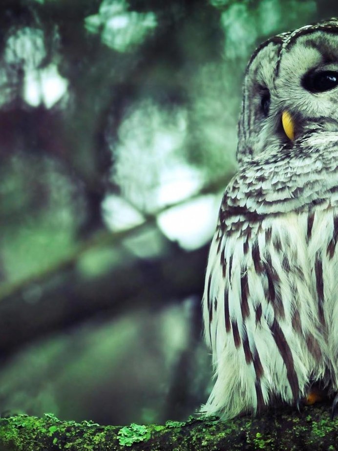 Лунь Филин Сова Сыч