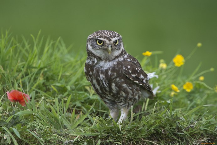 Сова сипуха