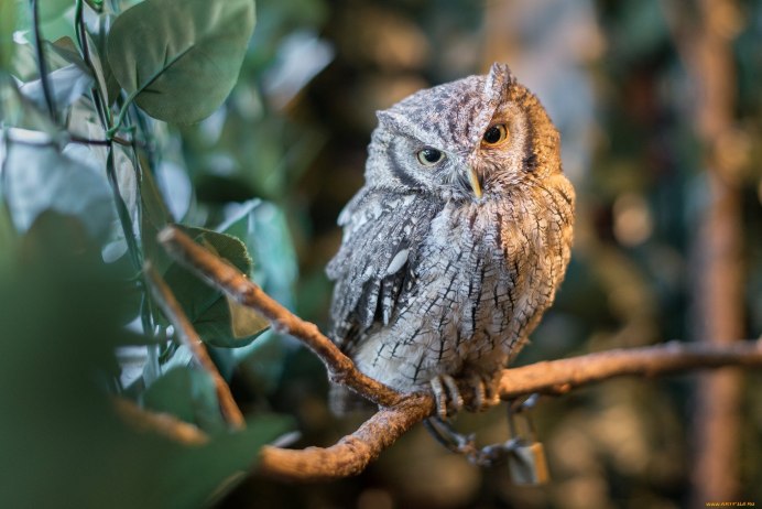 Взгляд Совы