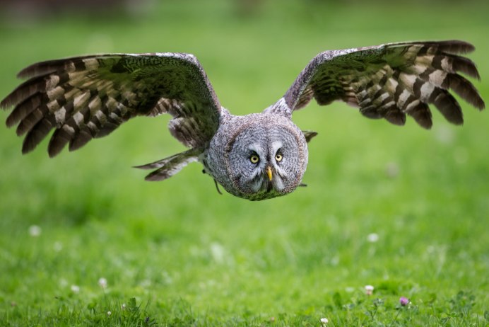 Филин Сыч сипуха