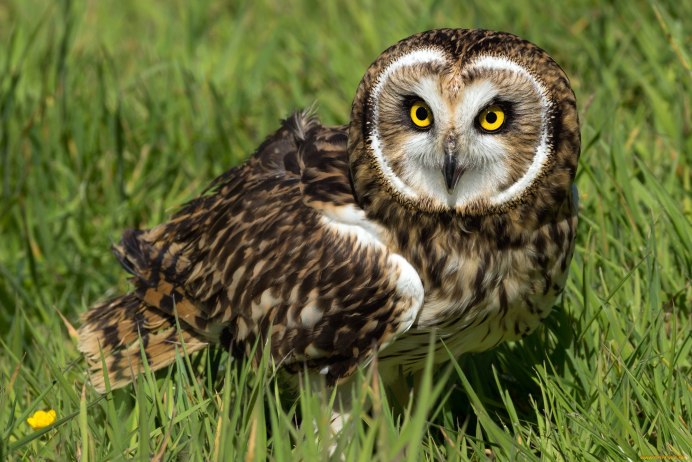 Сова с зелеными глазами