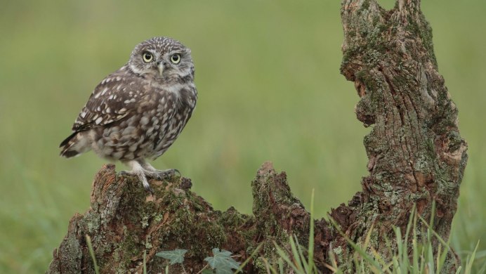 Сплюшка Сыч сипуха