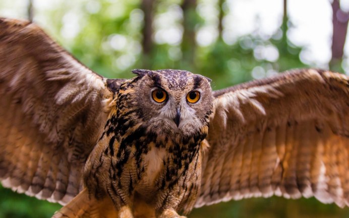 Совенок глазастый