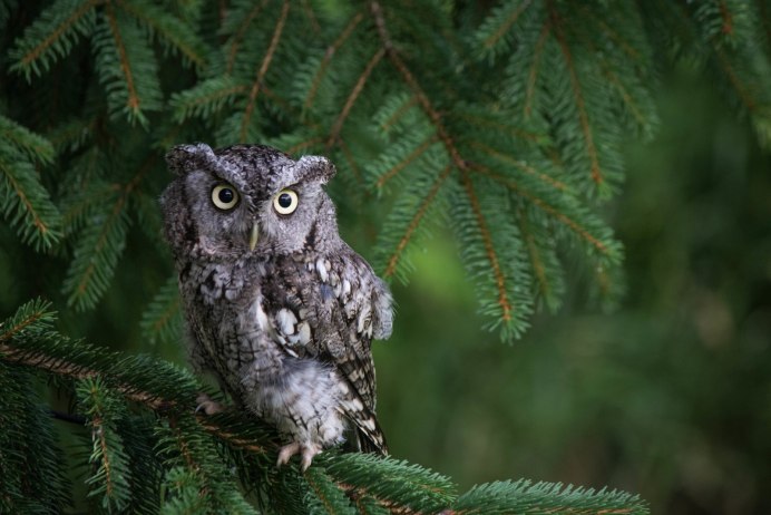 Сова картинка