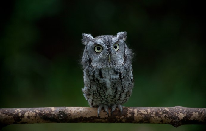 Зеленая Сова