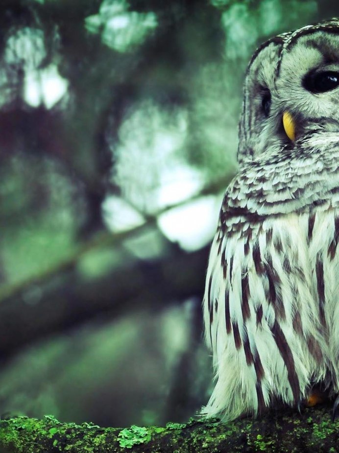 Совята в лесу