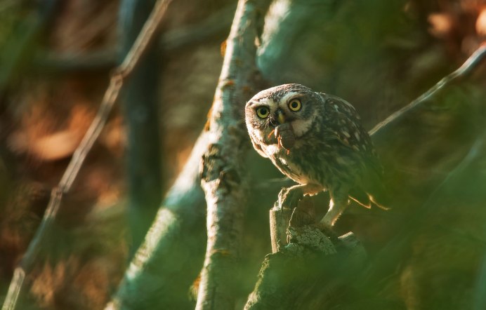 Сыч зеленый