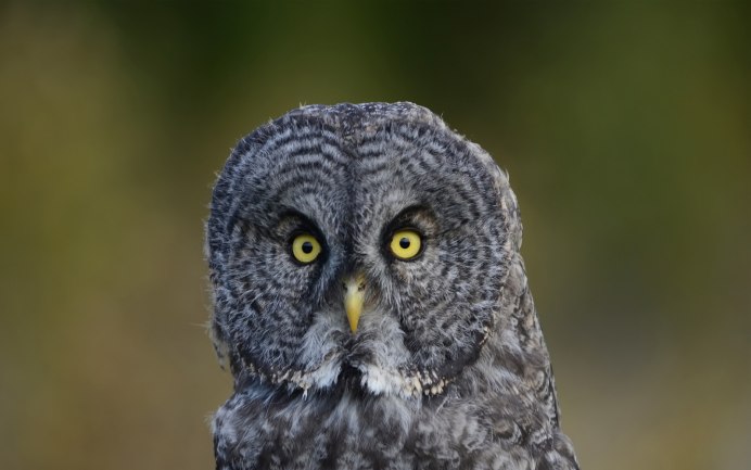 Центральноамериканская ушастая Сова