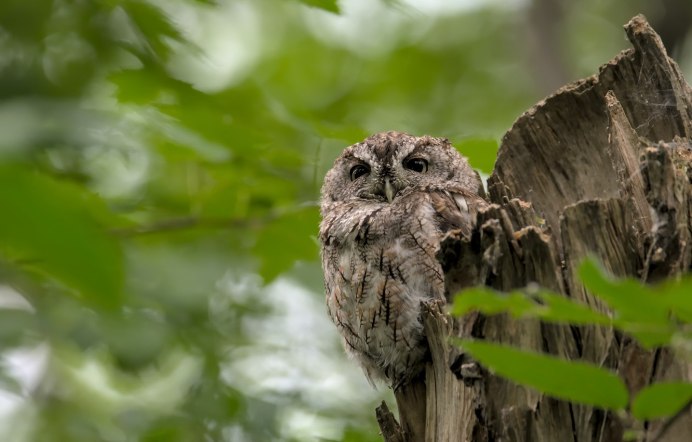 Малайская неясыть