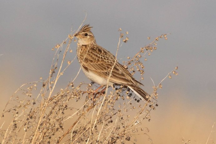 Жаворонок парк