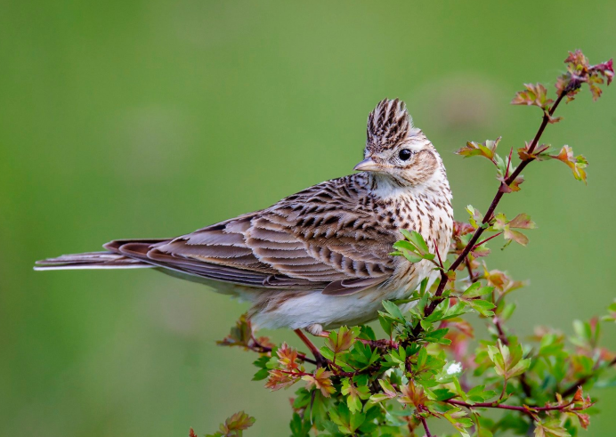 Обыкновенный полевой Жаворонок