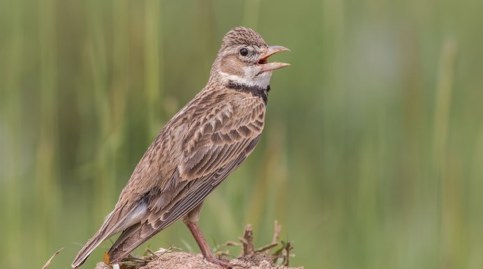 Луговой Жаворонок