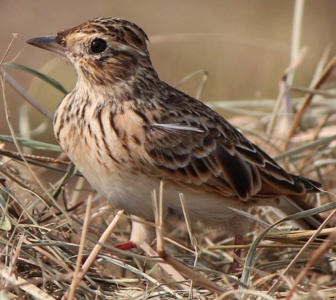 Полевой Степной хохлатый Жаворонок