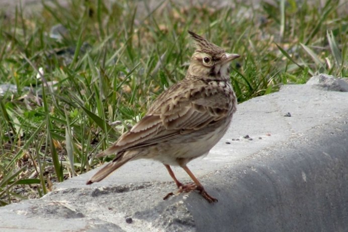 Хохлатый Жаворонок