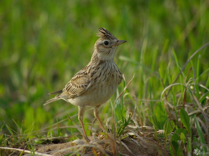 Высоконогий Африканский Жаворонок