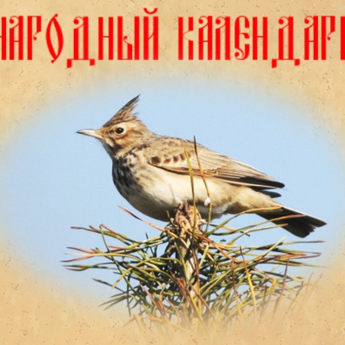 Хохлатый Жаворонок Перелетная