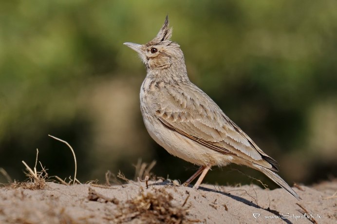 Жаворонок Перелетная птица