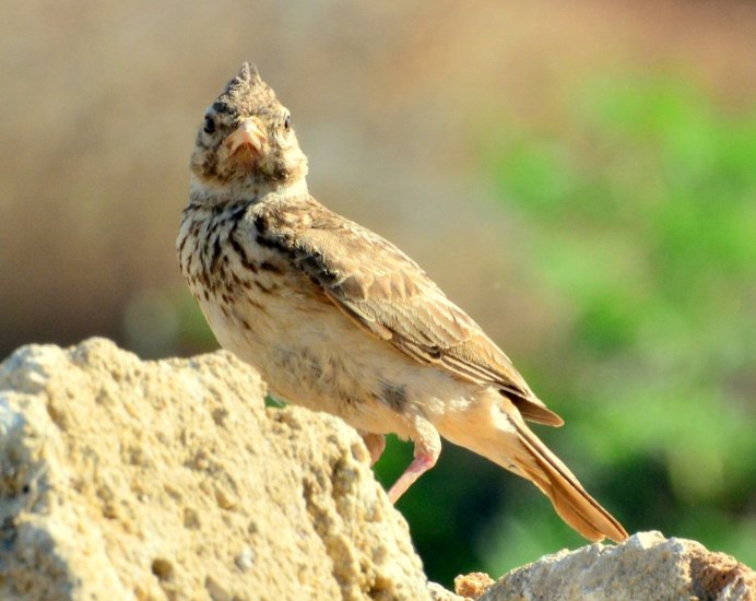 Федор Туманский птичка