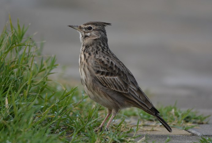 Хохлатый Жаворонок Перелетная