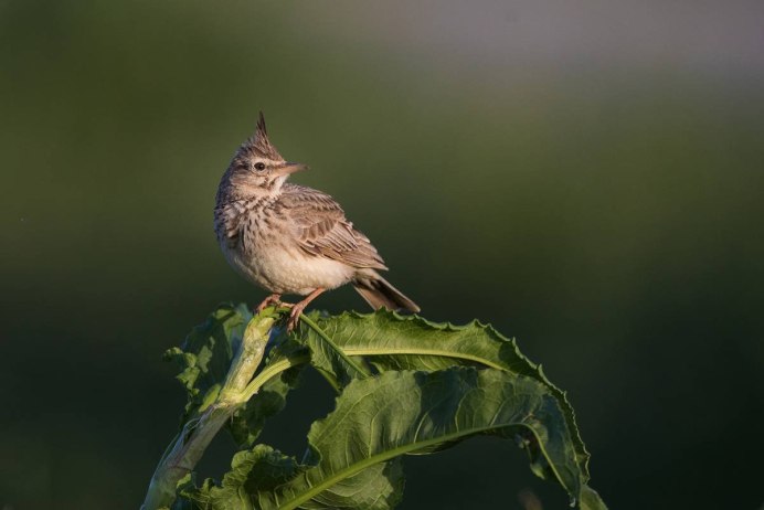 Полевой Жаворонок