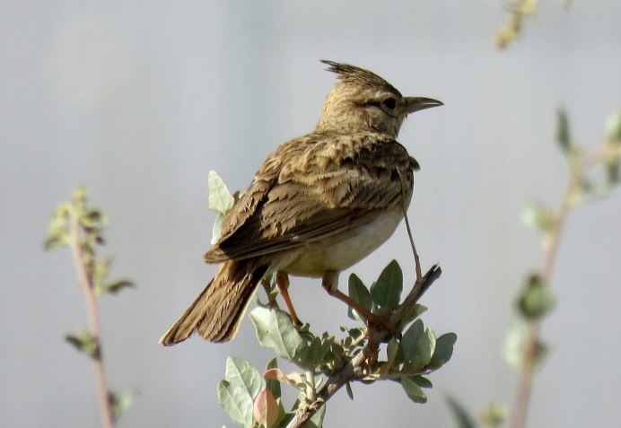 Жаворонковая овсянка