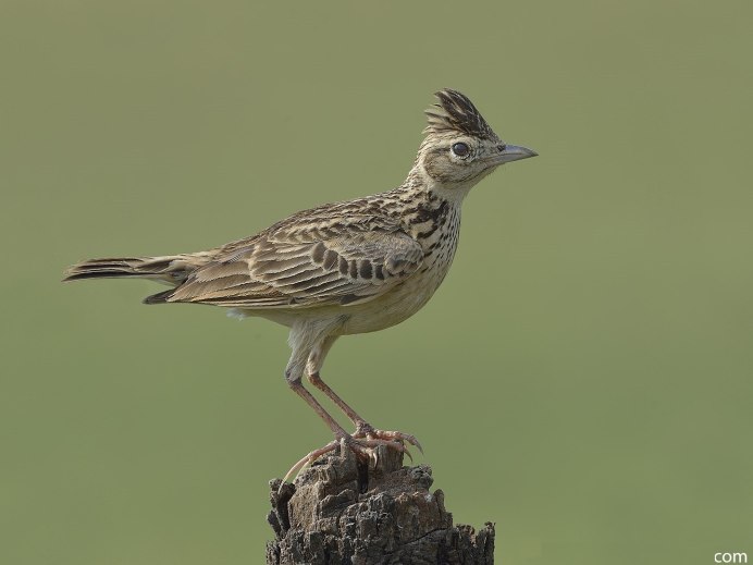 Полевой Степной хохлатый Жаворонок
