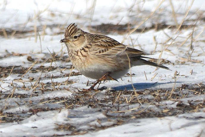 Малый полевой Жаворонок
