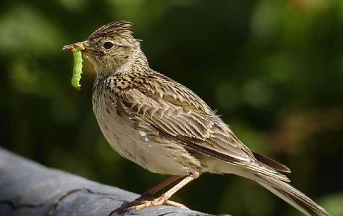 Полевой Степной хохлатый Жаворонок